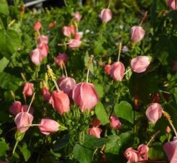 Photo of Malvaviscus 'Missy Puryear' by Almost Eden