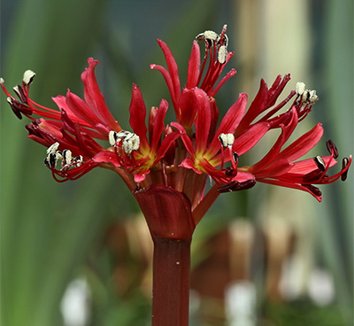 Photo of Brunsvigia radula [red - Kliprand (4 yr 2025)] flower by Phoenix Perennials and Specialty Plants Ltd.