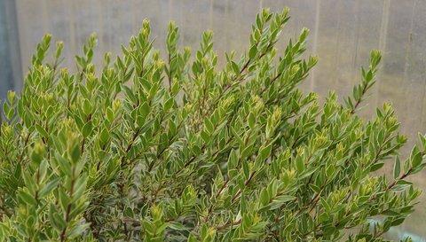 kalanchoe variegata Keimblatt orbiculata var. orbiculata  DesertSTORE.es