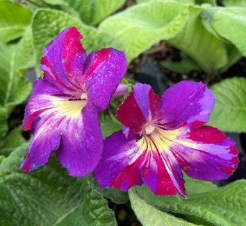Photo of Streptocarpus 'Spin Art' flower, foliage by Little Prince of Oregon
