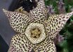 Orbea