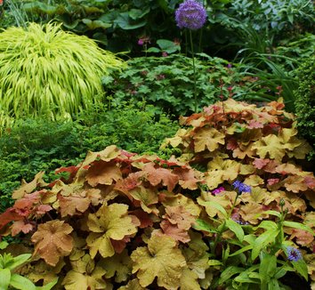 Photo of Heuchera villosa 'Caramel' foliage by Karl Gercens III