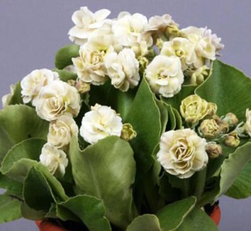 Photo of Primula auricula 'Mare' flowers, plant by Phoenix Perennials and Specialty Plants Ltd.