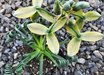 Albuca