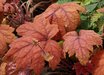 xHeucherella