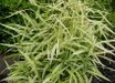 Chasmanthium