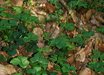 Cardamine