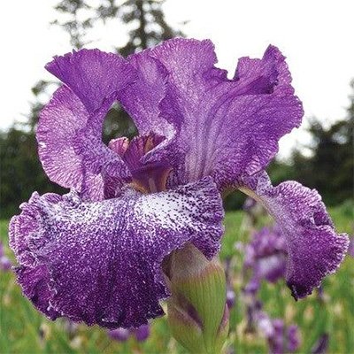 Photo of Iris 'Autumn Explosion' flowers by Phoenix Perennials and Specialty Plants Ltd.