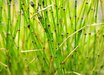 Equisetum