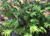 Cephalotaxus