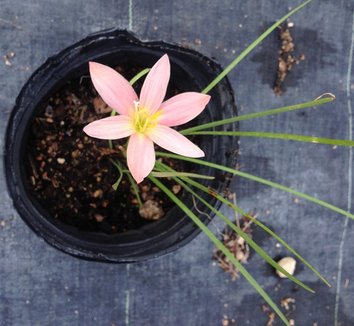 Photo of Zephyranthes 'Peachy' flower by Far South Wholesale Nursery