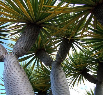 Photo of Dracaena draco foliage, trunk by Zyance