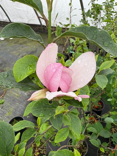 Photo of Magnolia 'Mighty Mouse' flower by plant lust
