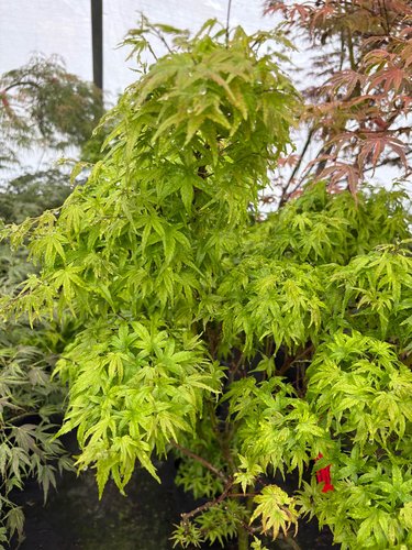 Photo of Acer palmatum 'Sharp's Pygmy' foliage by plant lust