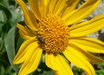 Helianthella