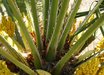 Chamaerops
