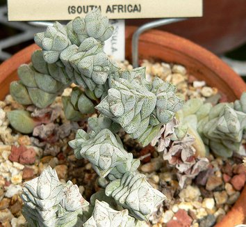 Photo of Crassula sericea var. hottentotta foliage by Stan Shebs