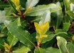 Laurus