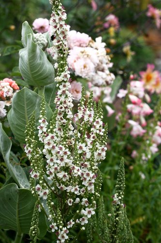 Verbascum Chaixii Album Verbascum Chaixii Alba Plant Lust