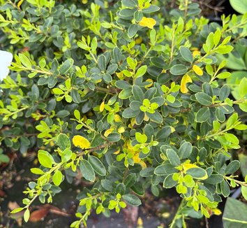 Photo of Ilex crenata 'Lemon Gem' foliage by plant lust