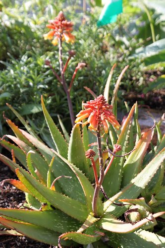 Aloe 'Rooikappie' | Aloe 'Rookikappie' | Aloe rooikappie | Little Red ...
