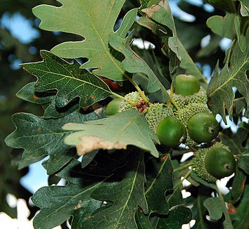 Photo of Quercus gambelii foliage by Cory Maylett