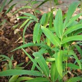 Pleioblastus viridistriatus | Arundinaria auricoma | Arundinaria viridi ...