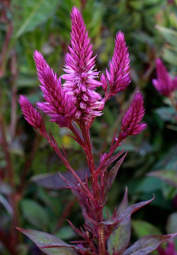 Celosia argentea (Spicata Group) ‘Cramer’s Amazon’ | Celosia argentea