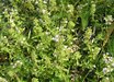 Thymus