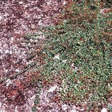 Vaccinium crassifolium 'Well's Delight' | Well's Delight Creeping ...