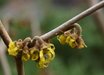 Hamamelis