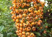 Pyracantha