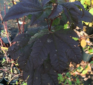 Photo of Acer circinatum 'Burgundy Jewel' foliage by plant lust