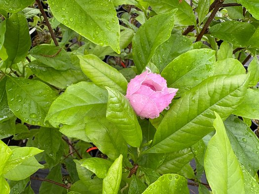 Photo of Magnolia x soulangeana 'Purpliana' flower, foliage by plant lust