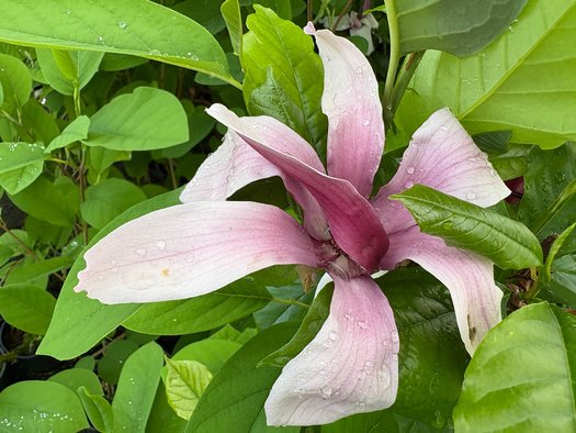Photo of Magnolia liliiflora 'O'Neill' flower by plant lust