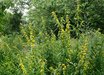 Solidago