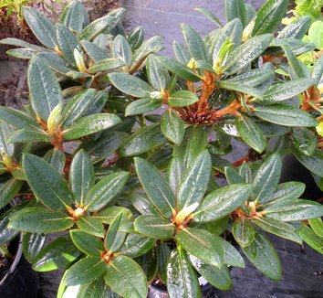Photo of Rhododendron bureavii 'Lem' x pronum foliage by Patricia Cunningham
