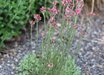 Antennaria