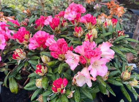 Rhododendron 'Silver Skies' | | plant lust