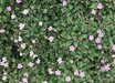 Erodium