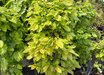 Carpinus betulus 'Columnaris Nana'