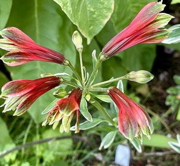 Photo of Alstroemeria psittacina 'Royal Star' by Patricia Cunningham