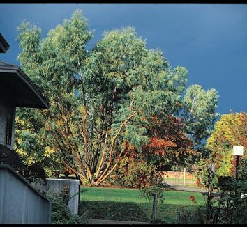 Photo of Eucalyptus parvula form by Cistus Nursery