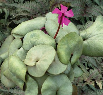 Photo of Cyclamen coum 'Magic Mirror' flower, foliage by Terra Nova Nurseries, Inc.