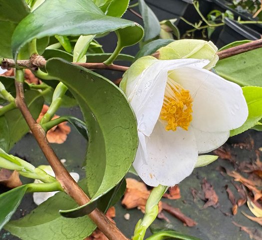 Photo of Camellia japonica 'Korean Snow' flower by plant lust
