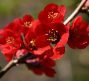 Photo of Chaenomeles x superba 'Hollandia' flower by Hoot Owl Hollow Nursery