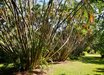 Dypsis