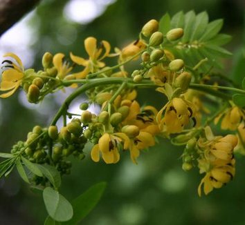 Photo of Senna hebecarpa flower by Hoot Owl Hollow Nursery