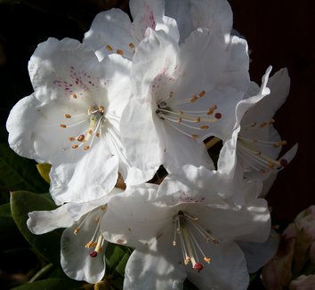 Photo of Rhododendron aberconwayi flower by Thompson's Nursery
