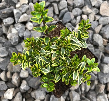 Photo of Lonicera nitida 'Lemon Beauty' foliage by Little Prince of Oregon